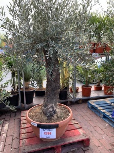 Olive Tree Assorted